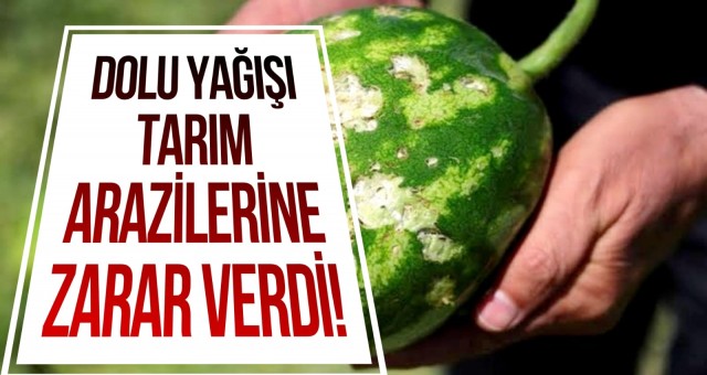 Dolu Yağışı Adana'da Tarım Arazilerine Zarar Verdi!