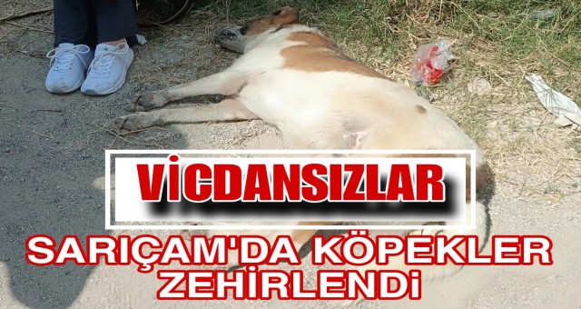 Sarıçam'da Köpekler Zehirlendi.