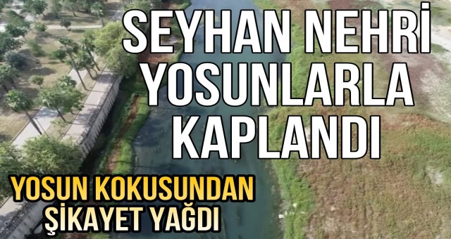 Seyhan Nehri Yosunlarla Kaplandı.